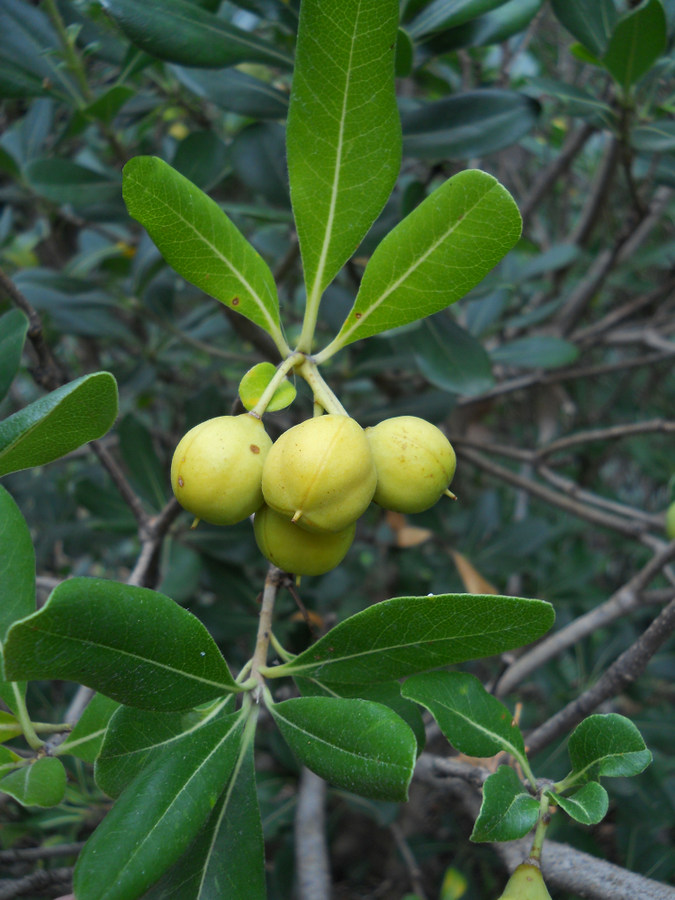 Image of Pittosporum tobira specimen.