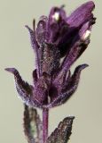 Bartsia alpina. Соцветие. Мурманская обл., Мончегорский городской округ, 3 км Ю-В села Имандра, западный склон Хибин, опушка сосняка. 05.07.2010.