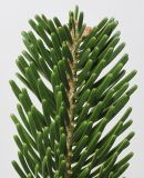 Abies nordmanniana. Верхушка веточки. Германия, г. Кемпен, \"Рождественая Ёлка\". 16.11.2012.