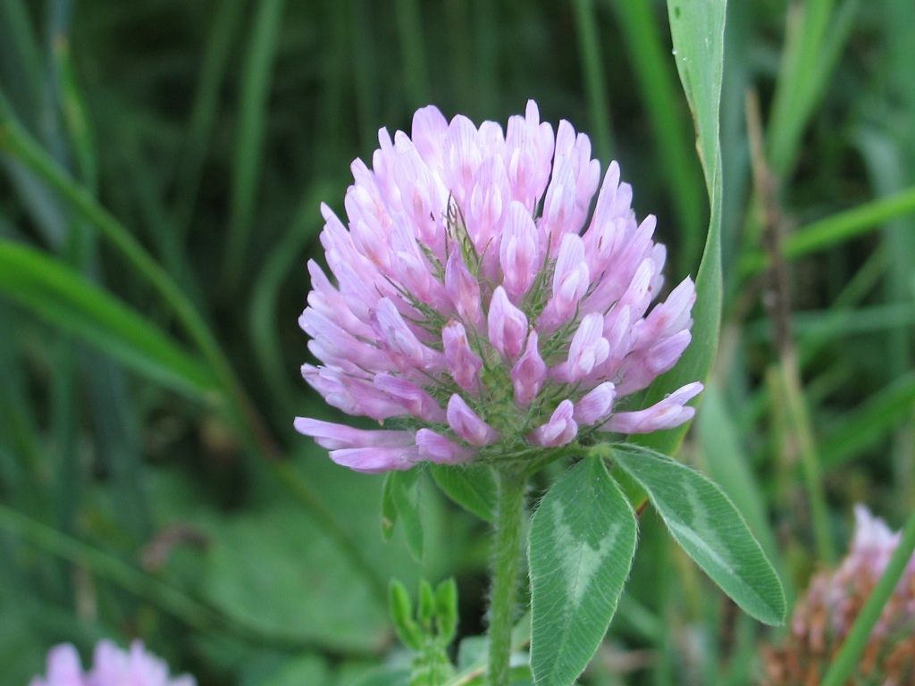 Изображение особи Trifolium pratense.