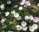 genus Convolvulus. Цветущие растения. Испания, Каталония, Жирона, Тосса-де-Мар, крепость Вила-Велья. 24.06.2012.