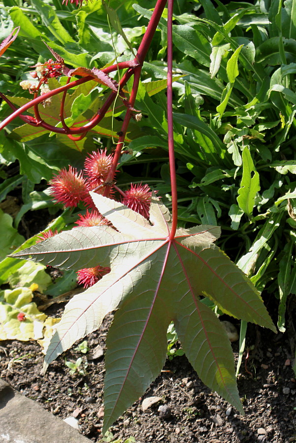 Image of Ricinus communis specimen.