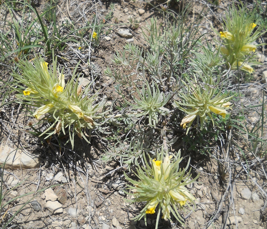 Image of Bungea trifida specimen.