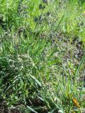 Poa alpina