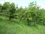 Quercus mongolica. Участок дубовой рощи в бассейне р. Будюмкан, Забайкальский край, Газимуро-Заводский р-н. 10.07.2010.