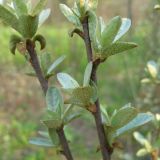Image of taxon representative. Author is Наталия Шульц
