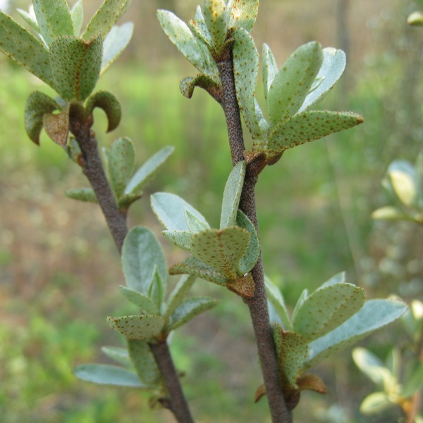 Изображение особи Elaeagnus commutata.