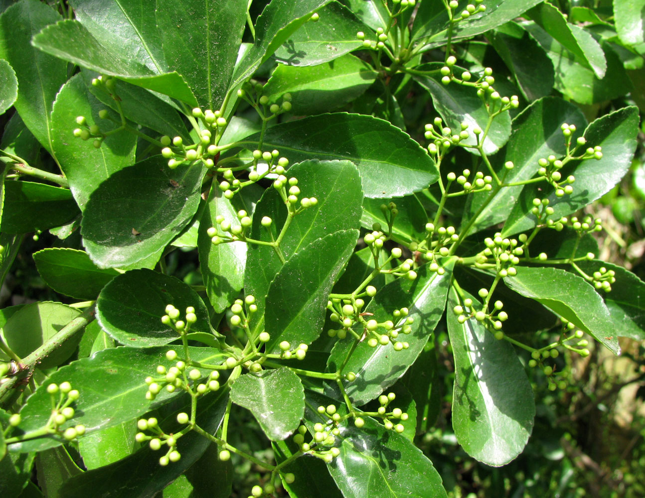 Image of Euonymus japonicus specimen.