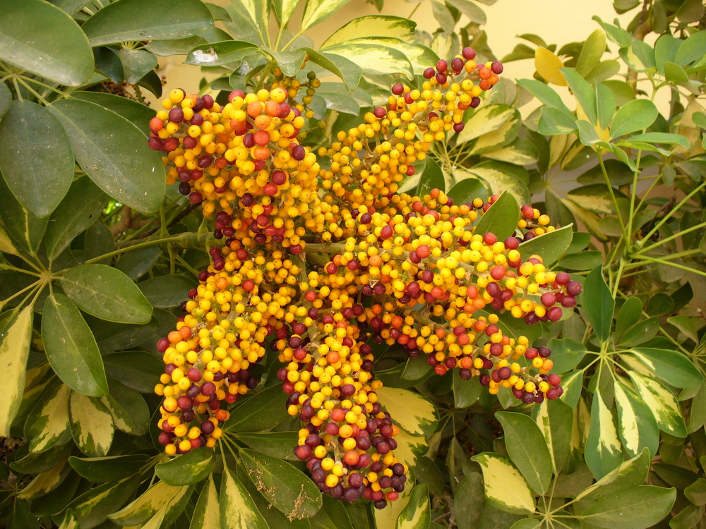 Image of Heptapleurum arboricola specimen.