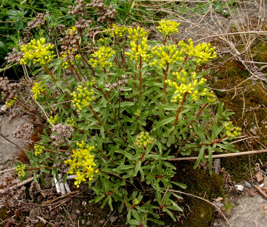 Изображение особи Aizopsis baicalensis.