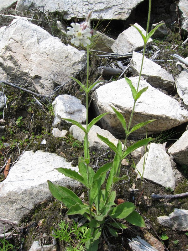 Изображение особи Gastrolychnis saxatilis.