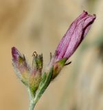 Convolvulus oleifolius