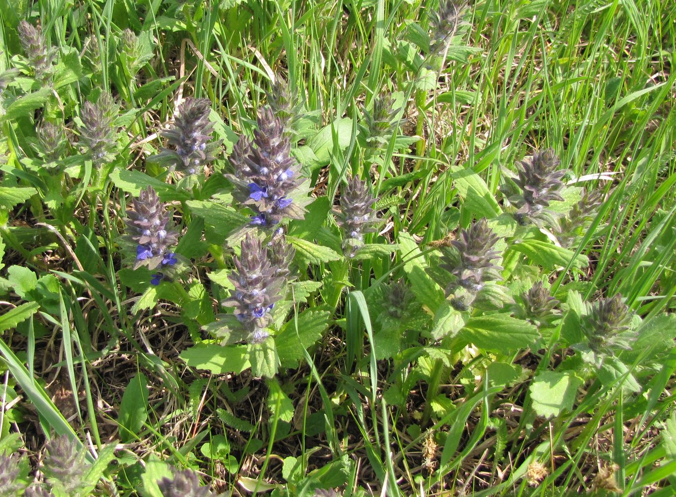 Image of Ajuga genevensis specimen.