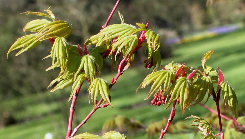 Image of Acer palmatum specimen.