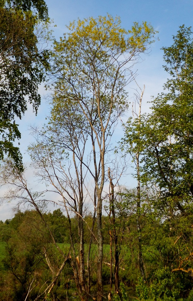 Image of Salix pentandra specimen.