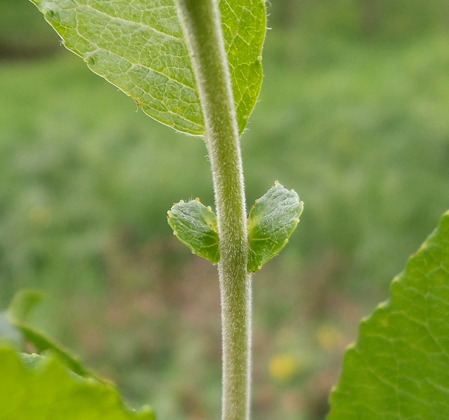 Image of Salix myrsinifolia specimen.