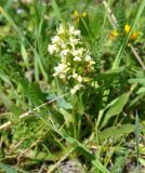 Dactylorhiza romana подвид georgica. Цветущее растение. Армения, Вайоц Дзор, окр. монастыря Спитакавор. 02.05.2013.