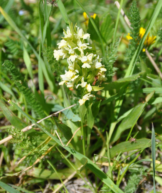 Image of Dactylorhiza romana ssp. georgica specimen.