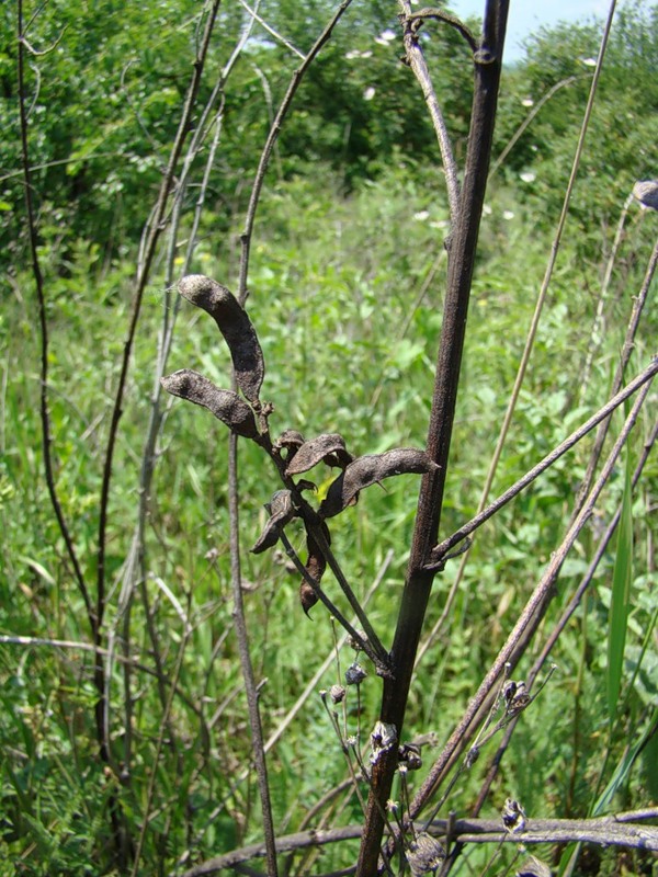 Image of Glycyrrhiza glabra specimen.
