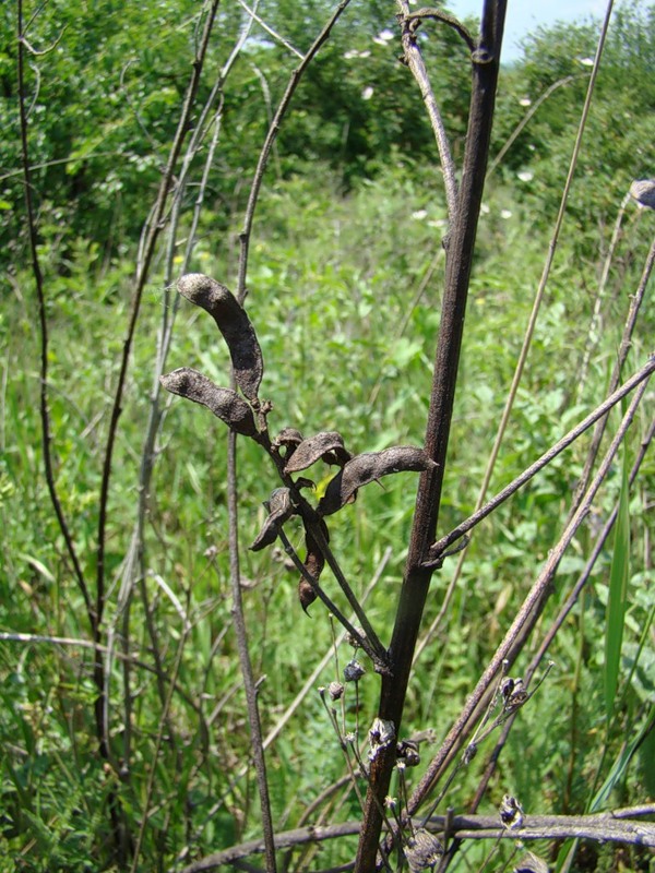 Изображение особи Glycyrrhiza glabra.