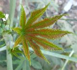 Ricinus communis. Лист. Израиль, г. Беэр-Шева, рудеральное местообитание. 10.06.2013.
