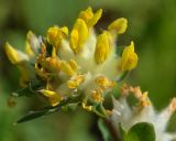 Anthyllis vulneraria