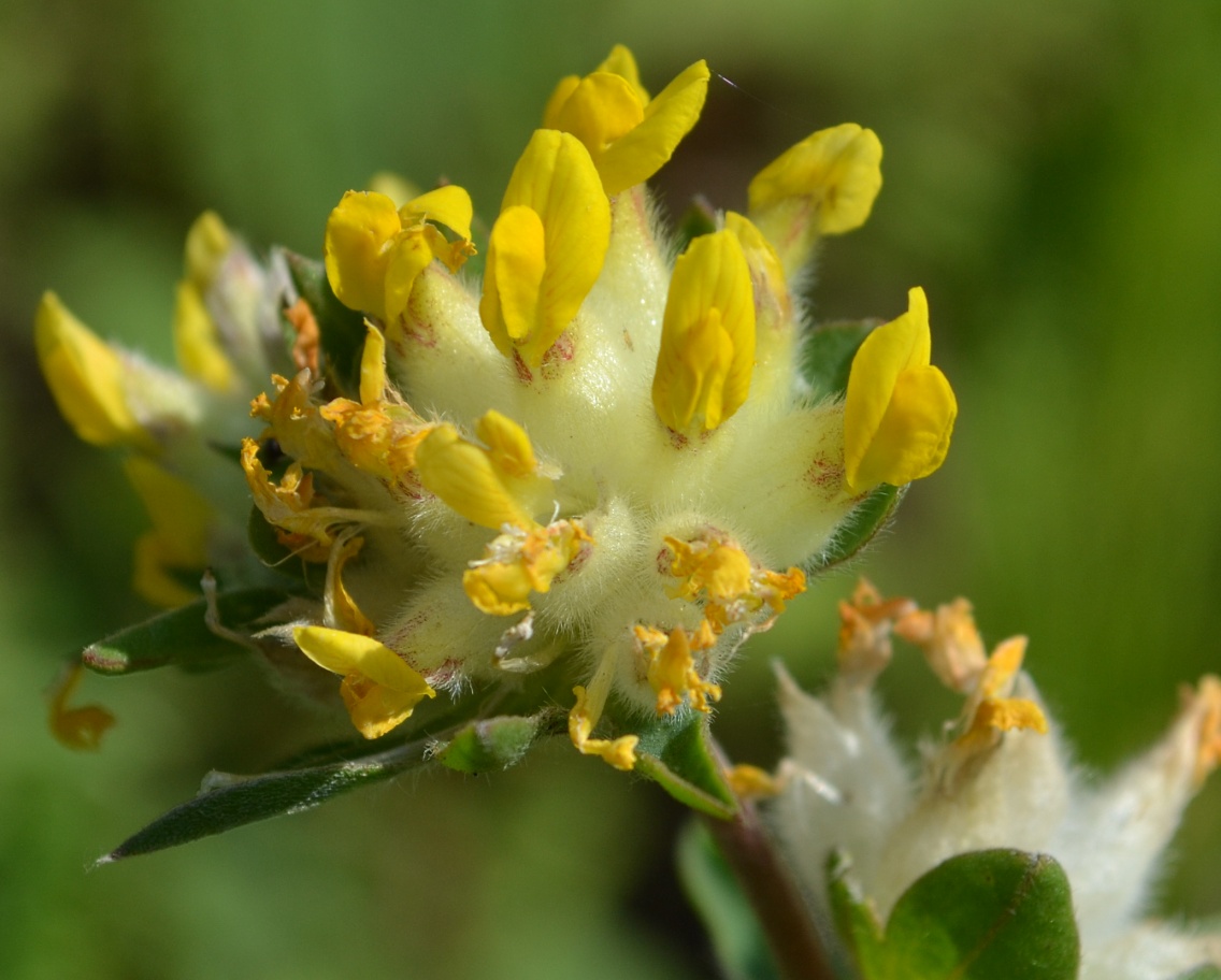 Image of Anthyllis vulneraria specimen.