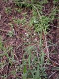 Thesium alatavicum