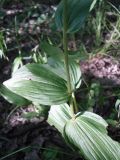 Epipactis helleborine