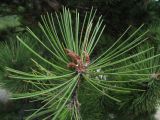 Pinus pallasiana