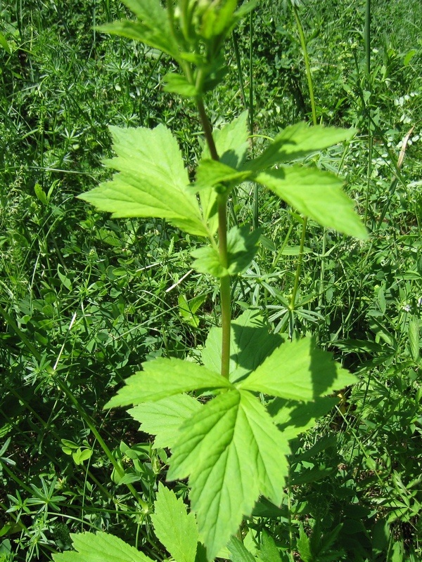 Изображение особи Geum aleppicum.