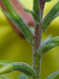 Oenothera glazioviana. Опушение стебля и завязей. Краснодарский край, г. Апшеронск, высокая пойма р. Пшеха, луг. 00.08.2013.