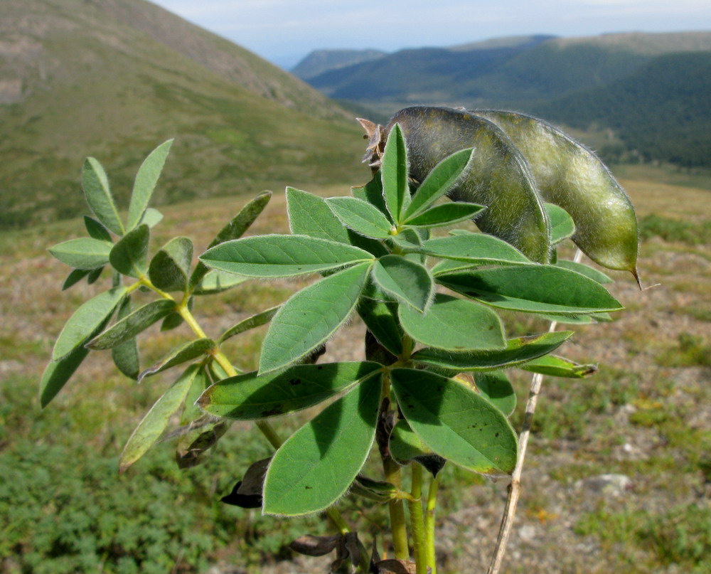 Image of Thermopsis alpina specimen.