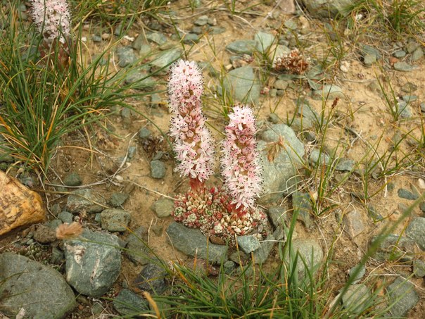 Image of Orostachys thyrsiflora specimen.