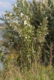 Populus alba. Порослевые побеги. Ростовская обл., Неклиновский р-н, Самбекское с/п, дол. р. Самбек. 26.09.2013.