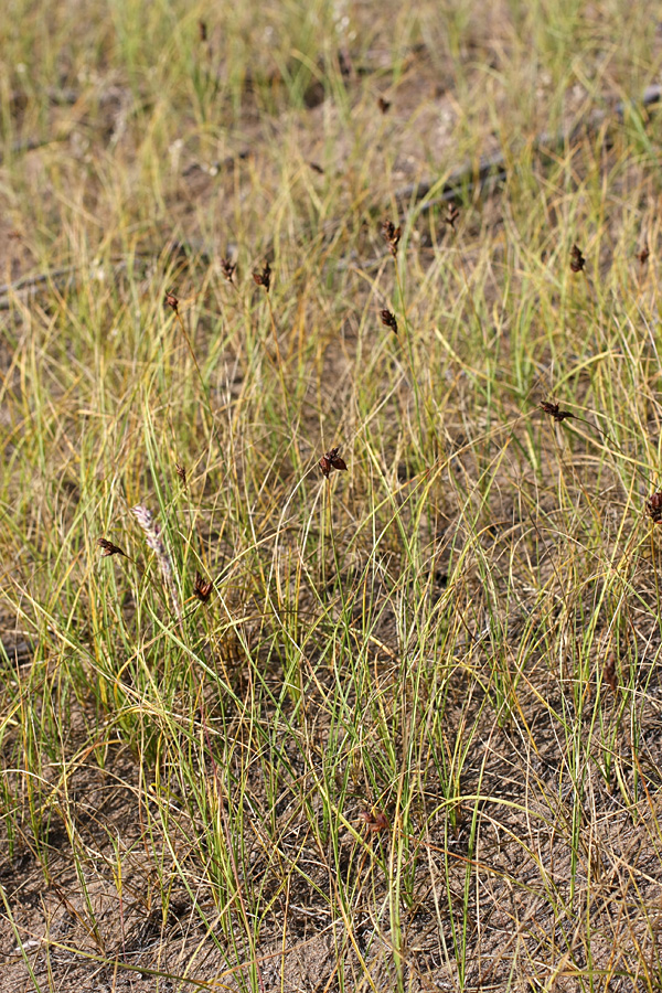 Изображение особи Carex subphysodes.
