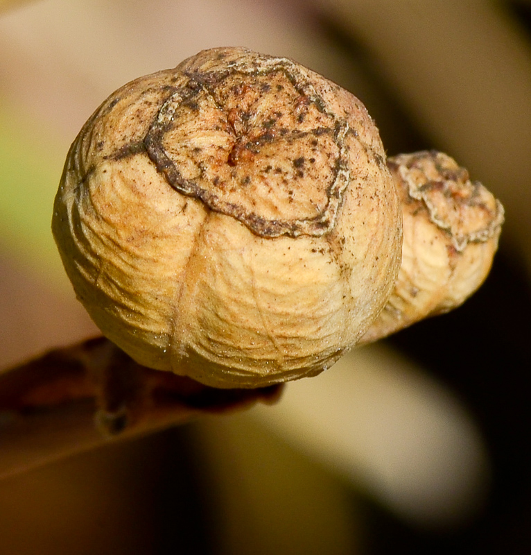 Image of Dietes bicolor specimen.