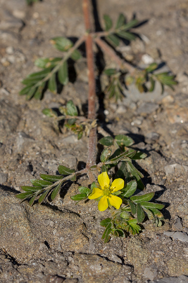 Image of Tribulus terrestris specimen.