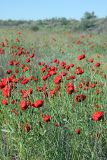 Papaver pavoninum. Цветущие растения. Южный Казахстан, восточная граница пустыни Кызылкум. 05.05.2013.