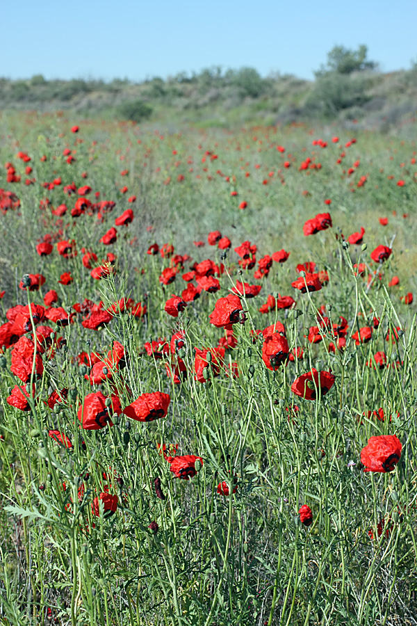 Изображение особи Papaver pavoninum.