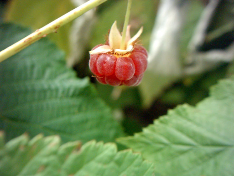 Изображение особи Rubus idaeus.