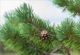 Pinus friesiana. Веточка с шишкой. Кольский п-ов, Терский берег Белого моря. 08.08.2013.