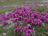 Rhododendron camtschaticum subspecies glandulosum. Заросли цветущих растений. Чукотский автономный округ, Чукотский р-н, окр. села Лорино. 8 июля 2013 г.