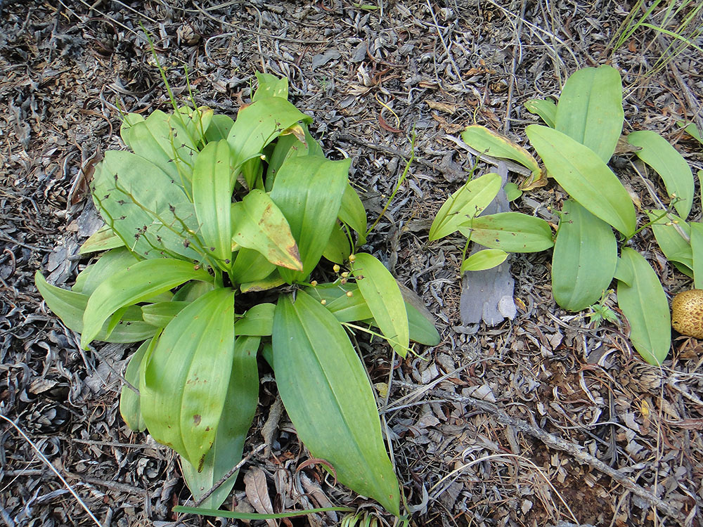 Изображение особи Smilacina trifolia.