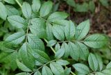 Rosa multiflora. Листья. Германия, г. Дюссельдорф, Ботанический сад университета. 14.08.2013.