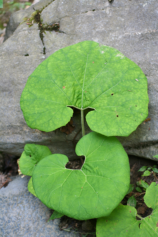 Image of Petasites albus specimen.