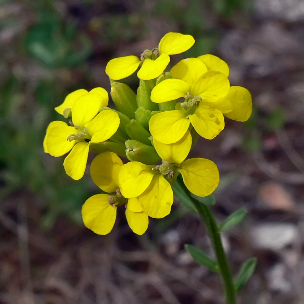 Image of Erysimum hieraciifolium specimen.