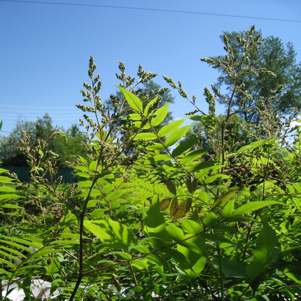 Image of Sorbaria sorbifolia specimen.