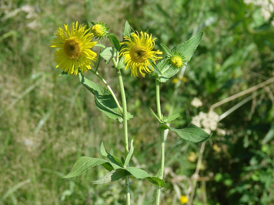 Изображение особи Inula britannica.