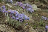 Pulsatilla grandis